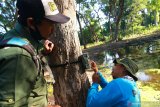 Petugas memasang kamera trap di Taman Nasional Baluran, Situbondo, Jawa Timur, Kamis (9/7/2020). Pemasangan 65 kamera trap itu, untuk memantau perkembangan populasi banteng yang ada di TN Baluran. Antara Jatim/Budi Candra Setya/zk