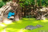 Petugas memasang kamera trap di Taman Nasional Baluran, Situbondo, Jawa Timur, Kamis (9/7/2020). Pemasangan 65 kamera trap itu, untuk memantau perkembangan populasi banteng yang ada di TN Baluran. Antara Jatim/Budi Candra Setya/zk