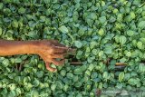 Petani menyusun bibit tanaman sayur kembang kol di Desa Darawolong, Karawang, Jawa Barat, Jumat (10/7/2020). Pembibitan tanaman sayur di desa tersebut dikembangkan menggunakan dana desa dan penyertaan modal Badan Usaha Milik Desa (BUMDes) guna memperkuat ekonomi desa pada sektor pertanian produktif. ANTARA JABAR/M Ibnu Chazar/agr