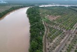 Foto udara kondisi tutupan hutan mangrove di kawasan penyangga Cagar Alam Hutan Bakau Pantai Timur Sumatera yang sebagiannya telah beralih fungsi menjadi areal perkebunan kelapa sawit di Mendahara, Tanjungjabung Timur, Jambi, Jumat (10/7/2020). Maraknya alih fungsi lahan mangrove menjadi perkebunan kelapa sawit skala besar di daerah itu terus mengancam keberadaan Cagar Alam Hutan Bakau Pantai Timur Sumatera yang merupakan rumah bagi sejumlah satwa khas di antaranya buaya muara, kepiting bakau dan ikan sembilang. ANTARA FOTO/Wahdi Septiawan/wsj.