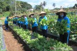 Kebun Jalasenastri Korcab VIII panen sayur pakcoi