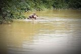 Penyuluh pertanian  terobos banjir  Lamandau dengan batang pisang