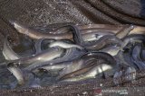 BRIN: Kandungan omega-3 sidat tertinggi, kalahkan salmon dan gabus