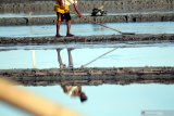 Petani meratakan lahan garam di Desa Bunder, Pamekasan, Jawa Timur, Sabtu (11/7/2020). Asosiasi Petani Garam Rakyat Indonesia (APGRI) memperkirakan produksi garam nasional pada tahun ini, turun sebesar 30 persen, atau menjadi sekitar dua juta ton. Sedangkan produksi tahun 2019 mencapai 2,7 juta ton, karena musim hujan yang lebih lama dari musim kemarau. Antara Jatim/Saiful Bahri/zk