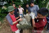 Warga bersama aktivis peduli sejarah yang tergabung dalam Masyarakat Peduli Sejarah Aceh (MAPESA) membersihkan dan menata ulang batu nisan peninggalan abad 14 hingga 18 Masehi di Desa Lampaloh, Banda Aceh, Aceh, Minggu (12/7/2020). Pembersihan dan perawatan nisan kuburan kuno dilakukan aktivis MAPESA sebagai upaya menjaga dan melestarikan peninggalan bersejarah. Antara Aceh/Irwansyah Putra.