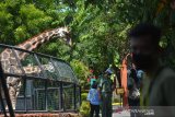 Pegunjung melihat satwa di Maharani Zoo Paciran, Kabupaten Lamongan, Jawa Timur, Senin (13/7/2020). Wisata Bahari Lamongan (WBL) dan Maharani Zoo mulai dibuka kembali pada 11 Juli dengan menerapkan protokol kesehatan sesuai anjuran pemerintah setelah tutup hampir tiga bulan akibat pandemi COVID-19. Antara Jatim/Syaiful Arif/zk