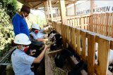 Dekatkan anak muda dengan peternakan dan pertanian, Semen Gresik rintis lahirnya UMKM lokal