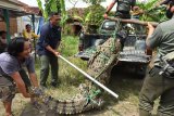 Petugas Balai Konservasi Sumberdaya Alam (BKSDA) Banten dibantu warga mengevakuasi buaya muara (Crocodylus porosus) yang baru tertangkap di aliran Sungai Cidanau Kampung Ciparay, Cinangka, Serang, Banten, Senin (13/7/2020). Buaya muara dengan panjang sekitar 3 meter dan berat 250 kilogram itu ditangkap warga bersama petugas BKSDA Banten untuk selanjutnya akan direhabilitasi di pusat penangkaran dan konservasi buaya di Pandeglang. ANTARA FOTO/Asep Fathulrahman/pras.