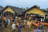 Pedagang menawarkan sapi kepada calon pembeli di pasar hewan di Manonjaya, Kabupaten Tasikmalaya, Jawa Barat, Rabu (15/7/2020). Kementerian Pertanian mendorong pengembangan ternak asli Indonesia yakni sapi pasundan sebagai salah satu solusi pemenuhan kebutuhan pangan nasional seperti daging sapi. ANTARA JABAR/Adeng Bustomi/agr