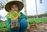 Buruh tani memindahkan bibit cabai yang sudah siap jual di Dusun Wedani, Desa Badang, Kecamatan Ngoro, Kabupaten Jombang, Jawa Timur, Rabu (15/7/2020). Desa setempat dikenal sebagai kampung bibit, karena sebagian besar warganya memiliki usaha penyemaian berbagai jenis tanaman hortikultura yang dijual ke berbagai daerah di Jawa Timur mulai Rp200-Rp300 per biji. Antara Jatim/Syaiful Arif/zk.