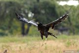 Elang-ular bido (spilornis cheela) terbang saat dilepasliarkan di Taman Nasional Baluran, Jawa Timur, Rabu (15/7/2020). Sebanyak 3 burung Elang jenis Ular Bido, Elang Laut Perut Putih, Elang Brontok Fase Gelap dan 4 burung Merak hijau hasil dari penyerahan masyarakat di Balai KSDA Yogyakarta, dilepasliarkan di Taman Nasional Baluran. Antara Jatim/Budi Candra Setya/zk