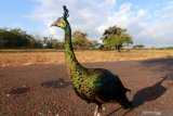 Burung Merak Hijau (pavo muticus) yang  dilepasliarkan berada savana bekol Taman Nasional Baluran, Jawa Timur, Rabu (15/7/2020). Sebanyak 3 burung Elang jenis Ular Bido, Elang Laut Perut Putih, Elang Brontok Fase Gelap dan 4 burung Merak hijau hasil dari penyerahan masyarakat di Balai KSDA Yogyakarta, dilepasliarkan di Taman Nasional Baluran. Antara Jatim/Budi Candra Setya/zk