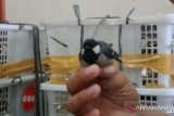 BKSDA Jambi sita ratusan burung gelatik tanpa dokumen