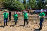 PLN Sulutenggo restorasi hutan mangrove dukung KEK pariwisata Likupang