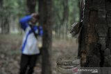 Seorang buruh tani menyadap karet di perkebunan karet Ujung Jaya, Kabupaten Sumedang, Jawa Barat, Selasa (21/7/2020). Kementerian Perindustrian mencatat, hingga semester awal 2020, produksi karet alam baru memenuhi sekitar 55,4 persen dari kapasitas sektor tersebut yang mencapai 5,9 juta ton. ANTARA JABAR/Raisan Al Farisi/agr