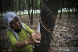 Seorang buruh tani menyadap karet di perkebunan karet Ujung Jaya, Kabupaten Sumedang, Jawa Barat, Selasa (21/7/2020). Kementerian Perindustrian mencatat, hingga semester awal 2020, produksi karet alam baru memenuhi sekitar 55,4 persen dari kapasitas sektor tersebut yang mencapai 5,9 juta ton. ANTARA JABAR/Raisan Al Farisi/agr