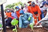 Pemprov Sulsel coba tanam talas satoimo di Toraja Utara seluas 3 hektare