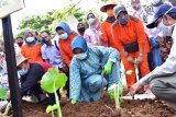 Pemprov  Sulsel coba tanam talas satoimo di Toraja Utara seluas 3 hektare