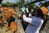 Dokter hewan Dinas Ketahanan Pangan dan Pertanian memeriksa kondisi kesehatan sapi di pasar hewan Muning, Kota Kediri, Jawa Timur, Rabu (22/7/2020). Kegiatan itu bertujuan menangkal peredaran hewan kurban dari luar daerah yang terserang penyakit menular dan membahayakan kesehatan manusia seperti anthraks. Antara Jatim/Prasetia Fauzani/zk.