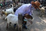 Dokter hewan Dinas Ketahanan Pangan dan Pertanian memeriksa kondisi kesehatan kambing di pasar hewan Muning, Kota Kediri, Jawa Timur, Rabu (22/7/2020). Kegiatan itu bertujuan menangkal peredaran hewan kurban dari luar daerah yang terserang penyakit menular dan membahayakan kesehatan manusia seperti anthraks. Antara Jatim/Prasetia Fauzani/zk.