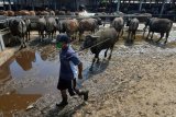 Pekerja mempersiapkan sapi Bali untuk dikirim ke Pulau Jawa di Pasar Hewan Beringkit, Badung, Bali, Rabu (22/7/2020). Permintaan pengiriman sapi Bali ke berbagai daerah di Jawa menjelang Idul Adha tahun 2020 mengalami penurunan dibandingkan tahun lalu akibat kondisi perekonomian terdampak pandemi COVID-19. ANTARA FOTO/Nyoman Hendra Wibowo/nym.