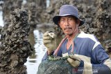 Petani memperlihatkan tiram saat panen di lokasi budi daya Waduk Tibang, Kecamatan Syiah Kuala, Banda Aceh, Rabu (22/7/2020). Menurut petani, produksi tiram yang dibudidayakan pada lahan seluas 120 meter persegi itu menurun hingga 50 persen dalam sekali panen dibanding sebelumnya mencapai 200 liter atau setara 200 Kilogram, sehubungan media bambu sebagai rumah bersarangnya tiram sudah mulai rusak dan lapuk. Antara Aceh/Ampelsa.
