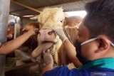 Petugas memeriksa kesehatan gigi dan mulut ternak sapi di salah satu sentra penggemukan ternak sapi di Tulungagung, Jawa Timur, Kamis (23/7/2020). Pemeriksaan itu dilakukan untuk memastikan ternak sapi maupun kambing yang diperjualbelikan untuk hewan kurban pada Idul Adha nanti dalam kondisi sehat, layak disembelih dan tidak memiliki penyakit bawaan yang bisa menular pada manusia. Antara Jatim/Destyan Sujarwoko/zk.