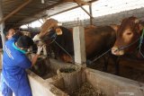 Petugas memeriksa kesehatan gigi dan mulut ternak sapi di salah satu sentra penggemukan ternak sapi di Tulungagung, Jawa Timur, Kamis (23/7/2020). Pemeriksaan itu dilakukan untuk memastikan ternak sapi maupun kambing yang diperjualbelikan untuk hewan kurban pada Idul Adha nanti dalam kondisi sehat, layak disembelih dan tidak memiliki penyakit bawaan yang bisa menular pada manusia. Antara Jatim/Destyan Sujarwoko/zk.