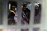 1.527 burung tanpa dokumen disita BKSDA