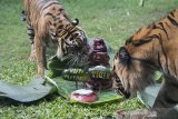 Dua Harimau Sumatera (Panthera tigris sumatrae) bernama Sean (kiri) dan Pandeka (kanan) berebut daging yang dipersiapkan di halaman kandangnya saat peringatan Hari Harimau Sedunia di Bali Zoo, Gianyar, Bali, Selasa (28/72020). Kegiatan tersebut sekaligus untuk memulihkan insting harimau berburu mangsa setelah beberapa bulan kebun binatang itu tutup karena wabah COVID-19. Bali Antaranews/Nyoman Budhiana.