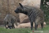 Dua Hyena (Hyaena hyaena) yang baru didatangkan dari Bahrain memasuki kandang barunya di Bali Zoo, Gianyar, Bali, Selasa (28/72020). Sebanyak empat ekor Hyena ditangkarkan untuk dikembangbiakkan di kebun binatang tersebut dan dipersiapkan sebagai obyek menarik menjelang dibukanya pariwisata Bali bagi turis asing pada masa adaptasi kebiasaan baru. Bali Antaranews/Nyoman Budhiana.