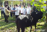 Bupati serahkan tujuh ekor sapi sebagai hewan kurban