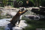 Seekor harimau Sumatra  (Panthera tigris sumatrae) yang diberi nama Bayu, berusaha menggapai makanan yang diberikan untuknya dalam Peringatan Hari Harimau Sedunia di Jatim Park 2, Batu, Jawa Timur, Rabu (29/7/2020). Kegiatan tersebut diadakan untuk memberikan dukungan pada program perlindungan habitat dan konservasi harimau Sumatra agar terhindar dari kepunahan. Antara Jatim/Ari Bowo Sucipto/zk.