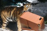 Seekor harimau Siberia (Panthera tigris altaica) berusaha membuka kado berisi daging yang disiapkan untuknya dalam Peringatan Hari Harimau Sedunia di Jatim Park 2, Batu, Jawa Timur, Rabu (29/7/2020). Kegiatan tersebut diadakan untuk memberikan dukungan pada program perlindungan habitat dan konservasi harimau agar terhindar dari kepunahan. Antara Jatim/Ari Bowo Sucipto/zk.