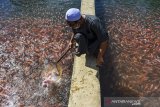 Pengurus pesantren memberikan pakan ikan di lahan pertanian Ponpes Idrisiyyah, Kabupaten Tasikmalaya, Jawa Barat, Kamis (30/7/2020). Kementerian koordinator Bidang Perekonomian berupaya meningkatkan inklusi keuangan syariah dengan melibatkan 12.469 pondok pesantren di seluruh Indonesia yang memliki potensi ekonomi seperti sektor agribisnis, peternakan, perkebunan dan lainnya guna pemulihan perekonomian pada masa pandemi COVID-19. ANTARA JABAR/Adeng Bustomi/agr