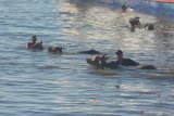 Sejumlah buruh angkut menurunkan sapi dengan cara dilempar ke laut dari perahu motor di Pelabuhan Kalbut, Mangaran, Situbondo, Jawa Timur, Kamis (30/7/2020). Permintaan hewan kurban berupa sapi dan kambing dari Pulau Sapudi, Kangean, Madura, pada Idul Adha tahun ini hanya 300 ekor sapi dan 200 ekor kambing turun dari tahun lalu yang rata-rata mencapai lebih 1.000 ekor untuk masing-masing jenis. Antara Jatim/Seno/zk