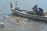 Buruh angkut menurunkan kambing dengan cara dilempar ke laut dari perahu motor di Pelabuhan Kalbut, Mangaran, Situbondo, Jawa Timur, Kamis (30/7/2020). Permintaan hewan kurban berupa sapi dan kambing dari Pulau Sapudi, Kangean, Madura, pada Idul Adha tahun ini hanya 300 ekor sapi dan 200 ekor kambing turun dari tahun lalu yang rata-rata mencapai lebih 1.000 ekor untuk masing-masing jenis. Antara Jatim/Seno/zk