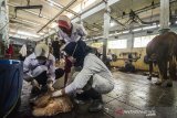 Dokter hewan memeriksa kualitas dan kelaikan daging kurban usai disembelih di Rumah Potong Hewan, Bandung, Jawa Barat, Jumat (31/7/2020). Pemerintah Kota Bandung memindahkan penyembelihan hewan kurban bagi warga Bandung ke Rumah Potong sebagai bentuk penerapan protokol kesehatan masa adaptasi kebiasaan baru. ANTARA JABAR/Novrian Arbi/agr