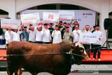 Telkomsel berikan lima sapi kurban untuk wilayah Papua-Maluku