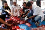 Dokter hewan dari tim pengawas dan pemantaun kesehatan hewan kurban (kanan) didampingi tokoh masyarakat serta panitia penyembelihan hewan kurban Idul Adha 1441 H memeriksa daging sebelum dibagikan kepada warga di Desa Ilie Ulee Kareng, Banda Aceh, Aceh, Sabtu (1/8/2020). Pemantauan dan pemeriksaan daging kurban dilakukan untuk mencegah penyebaran penyakit hewan yang dapat ditularkan kepada manusia. Antara Aceh/Irwansyah Putra.