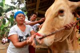 Warga merias sapi kurban di Papring, Banyuwangi, Jawa Timur, Jumat (31/7/2020). Tradisi turun-temurun merias  hewan kurban itu, sebagai bentuk simbol-simbol doa untuk yang berkurban dan hewan yang dikurbankan agar dalam kondisi baik. Antara Jatim/Budi Candra Setya/zk