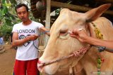 Warga merias sapi kurban di Papring, Banyuwangi, Jawa Timur, Jumat (31/7/2020). Tradisi turun-temurun merias  hewan kurban itu, sebagai bentuk simbol-simbol doa untuk yang berkurban dan hewan yang dikurbankan agar dalam kondisi baik. Antara Jatim/Budi Candra Setya/zk