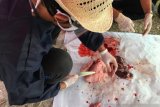 Organ hewan kurban mengandung cacing hati dimusnahkan di Kepulauan Seribu