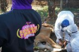 ACT salurkan daging kurban ke pelosok dan warga prasejahtera