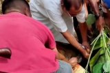 Penyembelihan hewan kurban masih berlangsung di Mamuju