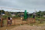 Polresta Jayapura membongkar arena judi sabung ayam