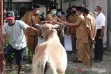 Kemenag Sulteng sembelih lima ekor sapi di momen lebaran kurban