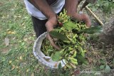 Petani memanen cengkih di Desa Setianegara, Kuningan, Jawa Barat, Senin (3/8/2020). Petani daerah tersebut mengeluhkan harga cengkeh yang turun drastis dari harga Rp90 ribu per kilogram menjadi Rp50 ribu per kilogram akibat musim panen yang bersamaan. ANTARA JABAR/Dedhez Anggara/agr