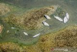 Sejumlah ikan mati di Daerah Aliran Sungai (DAS) Citarum yang tercemar di Karawang, Jawa Barat, Selasa (4/8/2020). Kondisi air DAS Citarum tersebut berubah warna menjadi hitam dan mengeluarkan bau menyengat yang diduga akibat pencemaran limbah industri sehingga menganggu aktivitas warga dan merusak ekosistem. ANTARA JABAR/M Ibnu Chazar/agr
