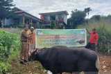 Pemprov Papua sumbang 10 ekor sapi bagi komunitas Muslim Jayapura